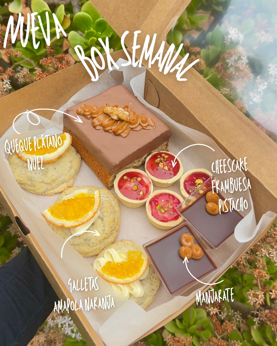 Box Semanal Otilia